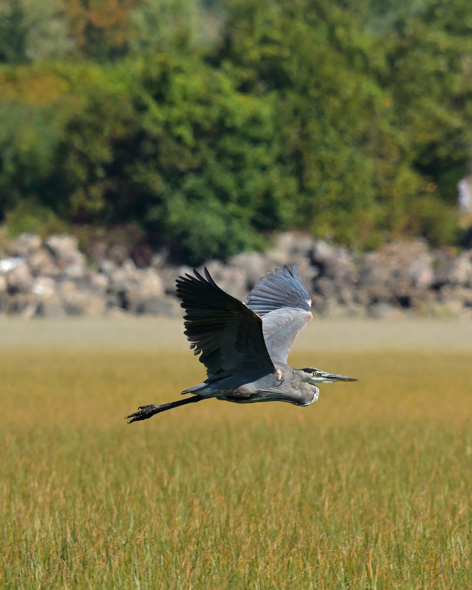 Great Blue Heron - ML641988830