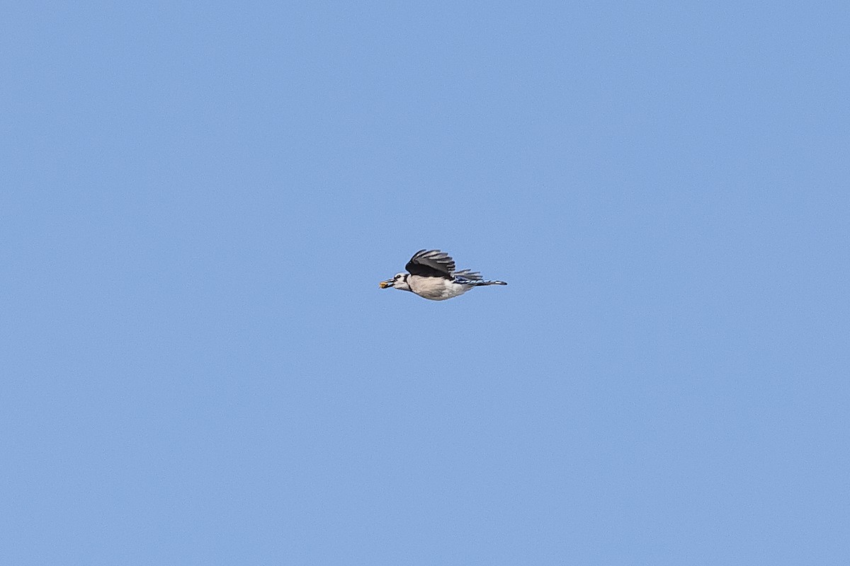 Blue Jay - ML641988831