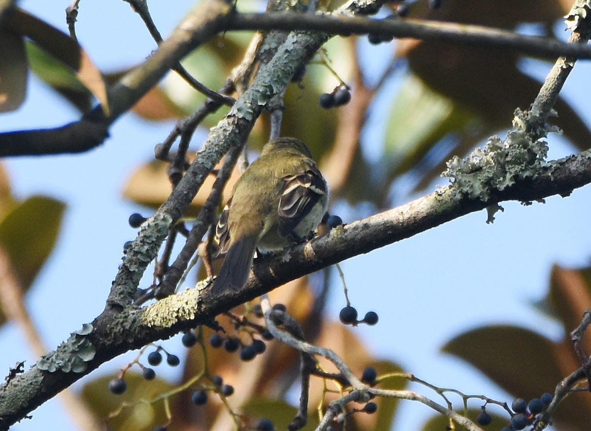 Least Flycatcher - ML641988832