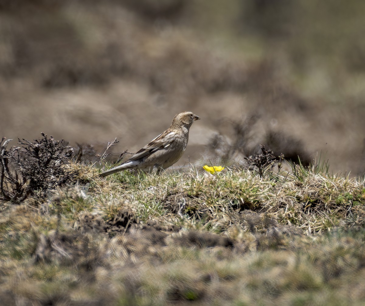 Plain Mountain Finch - ML641988833