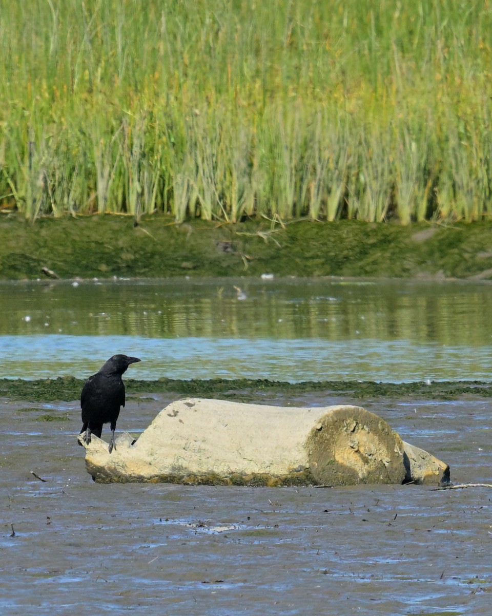 American Crow - ML641988836
