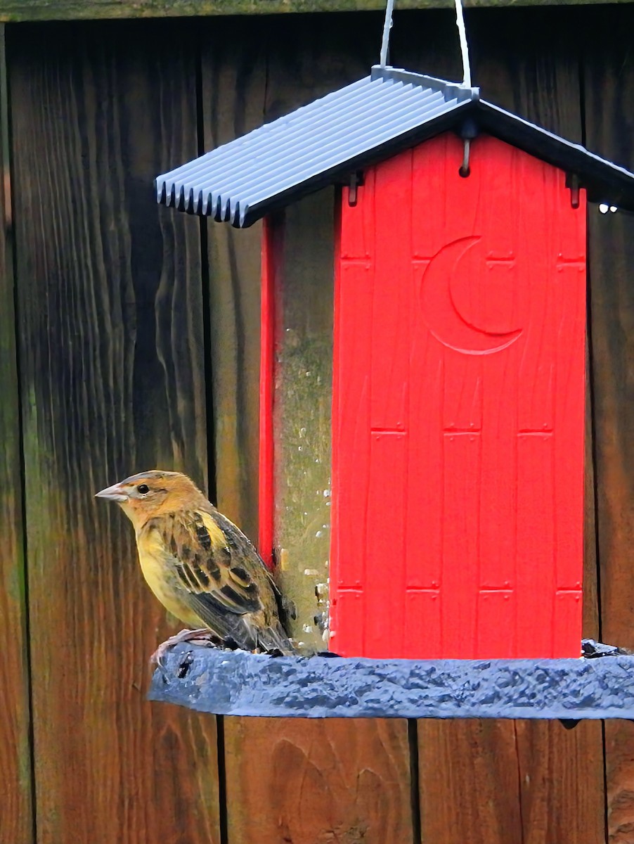 Bobolink - ML641988837