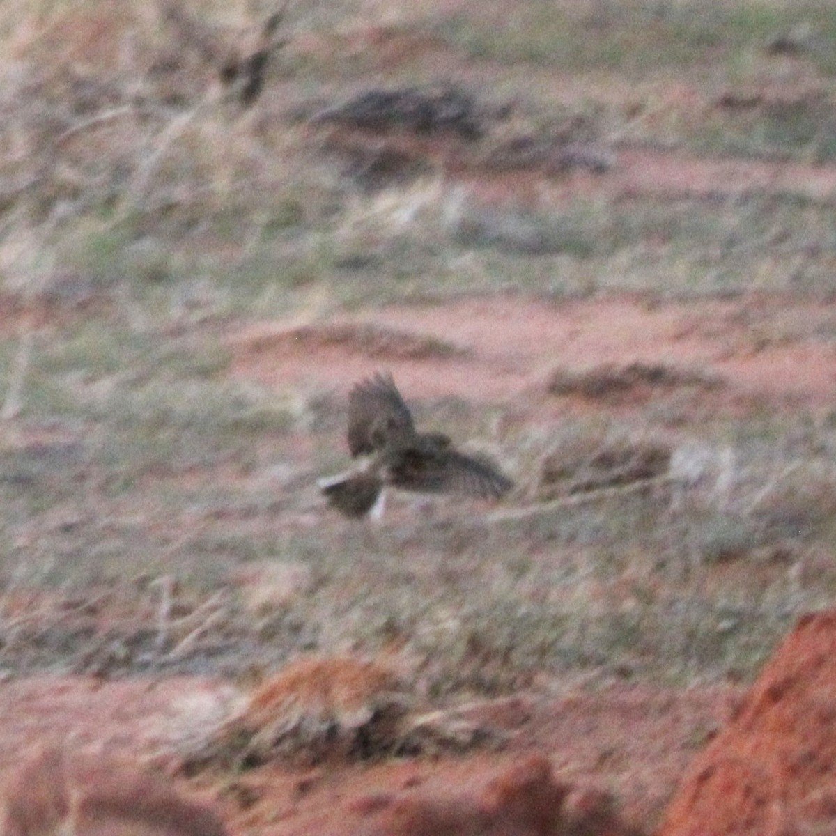 American Pipit - ML641988838