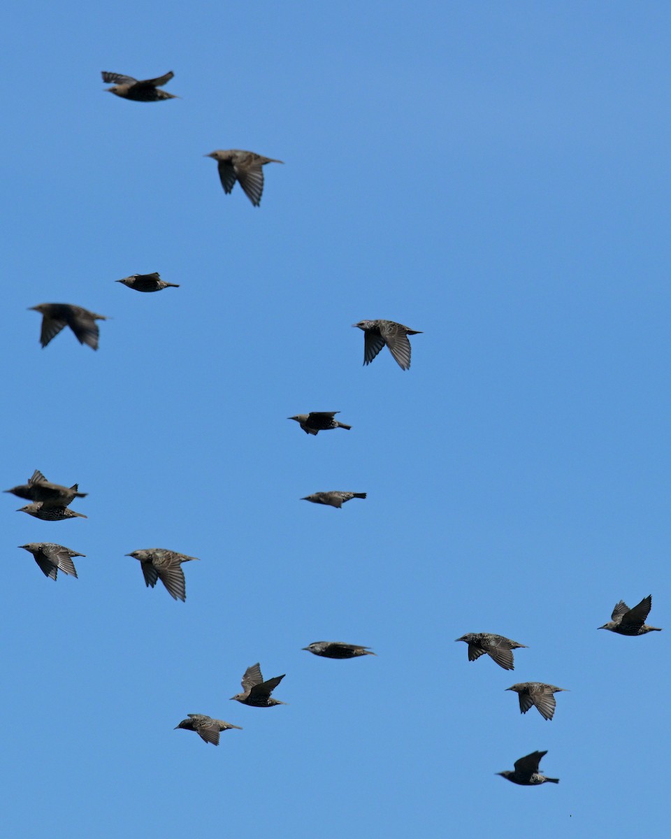European Starling - ML641988839