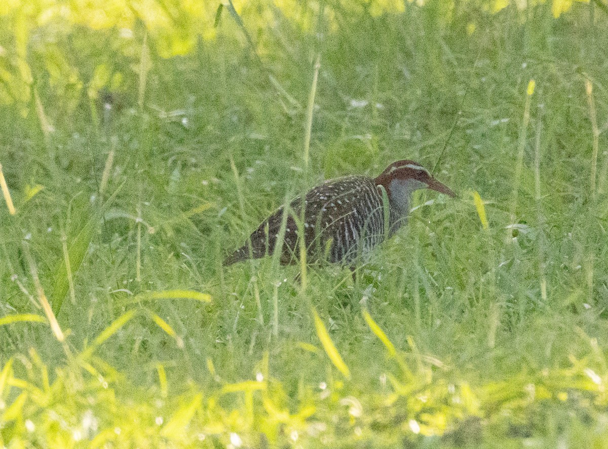 Buff-banded Rail - ML641988842