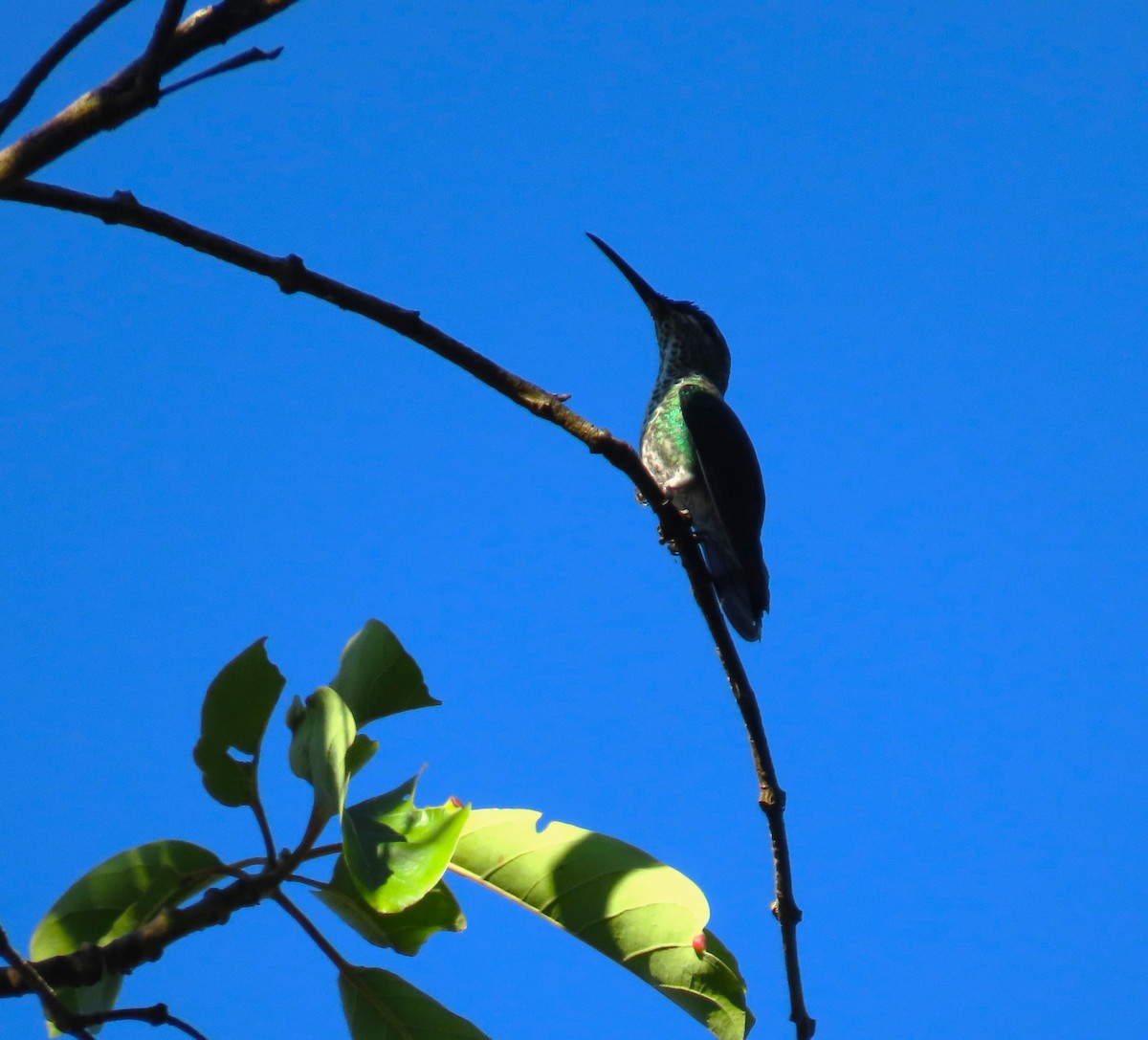 Violet-fronted Brilliant - ML641988844