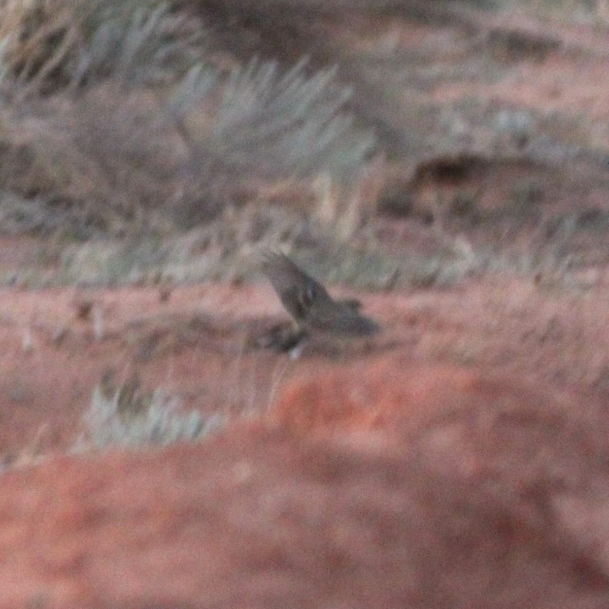 American Pipit - ML641988845