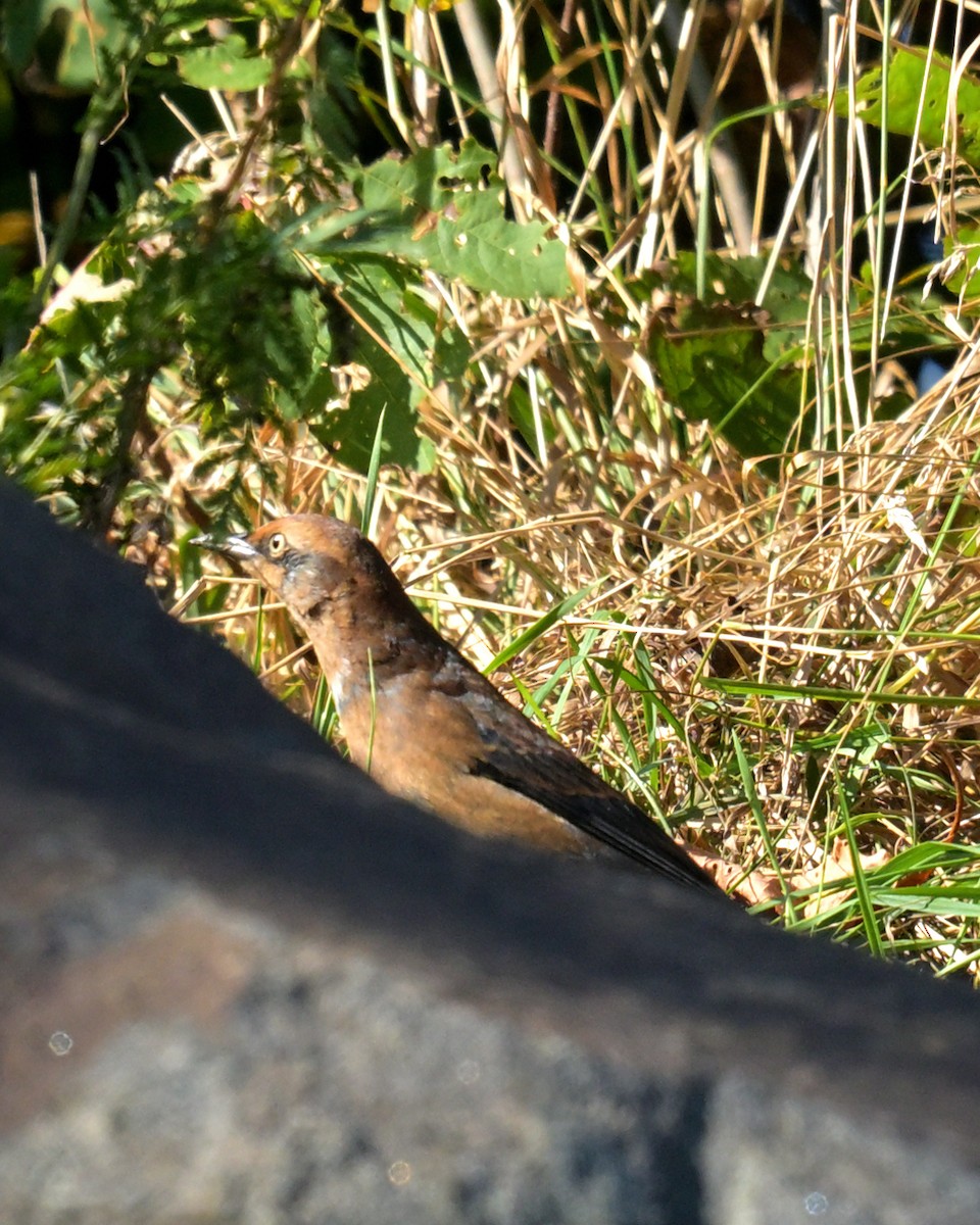 Rusty Blackbird - ML641988846