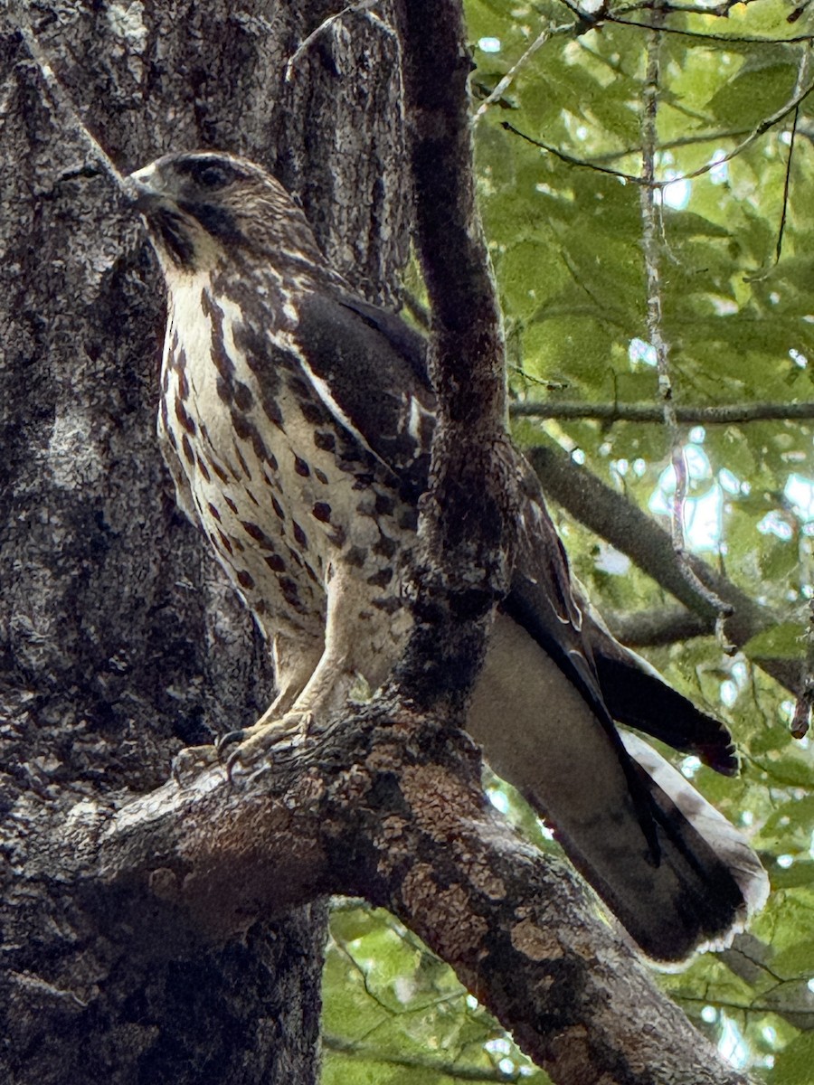 Broad-winged Hawk - ML641988848