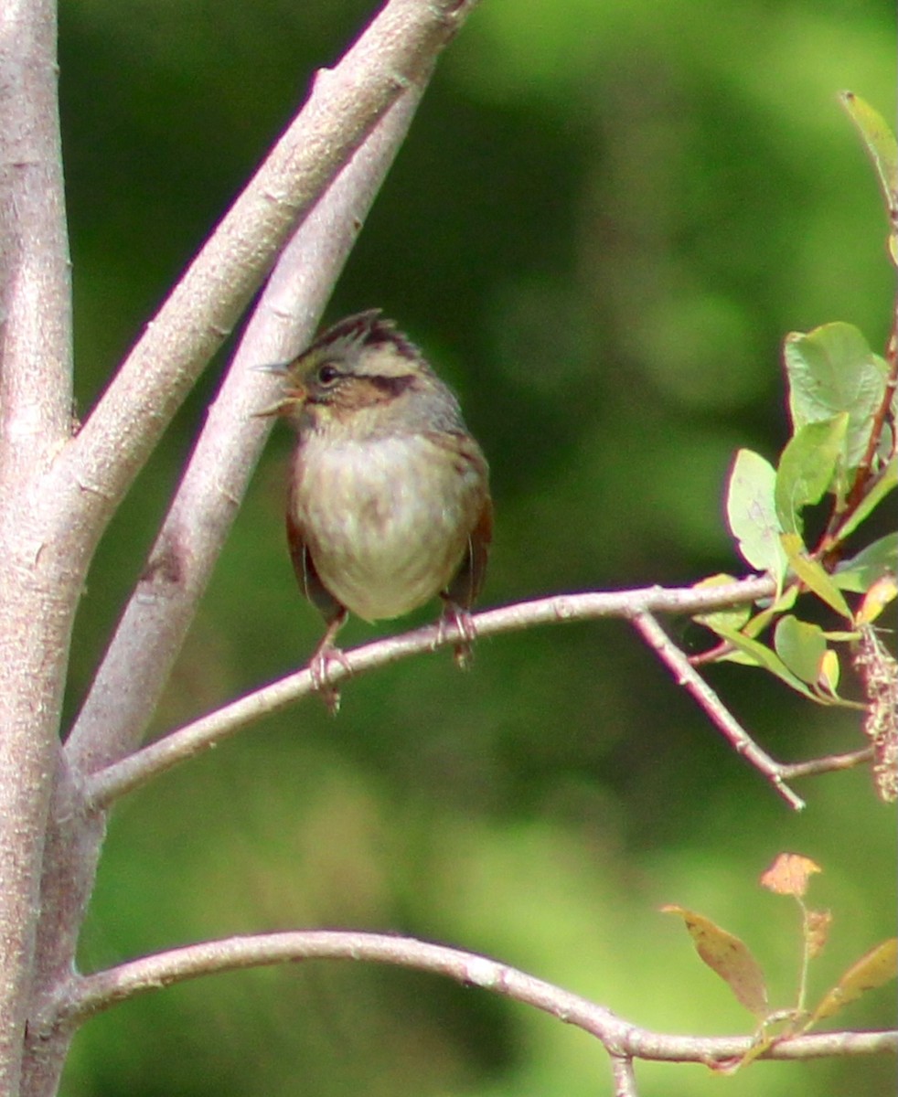 Swamp Sparrow - ML641988855