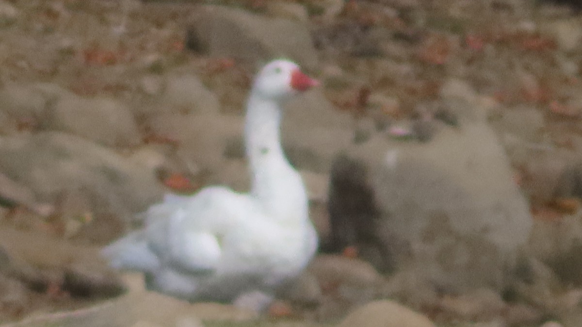 Graylag Goose (Domestic type) - ML641988857
