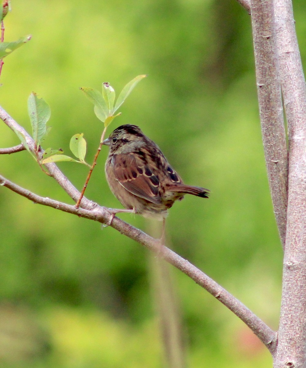Swamp Sparrow - ML641988858
