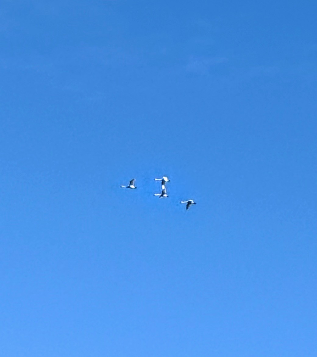 Cigno minore - ML641988859