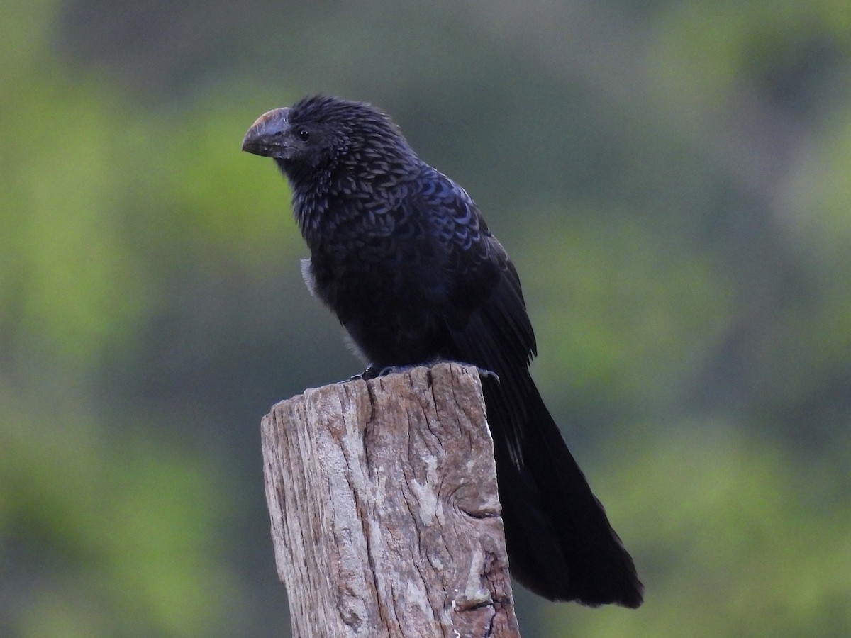 Smooth-billed Ani - ML641988861