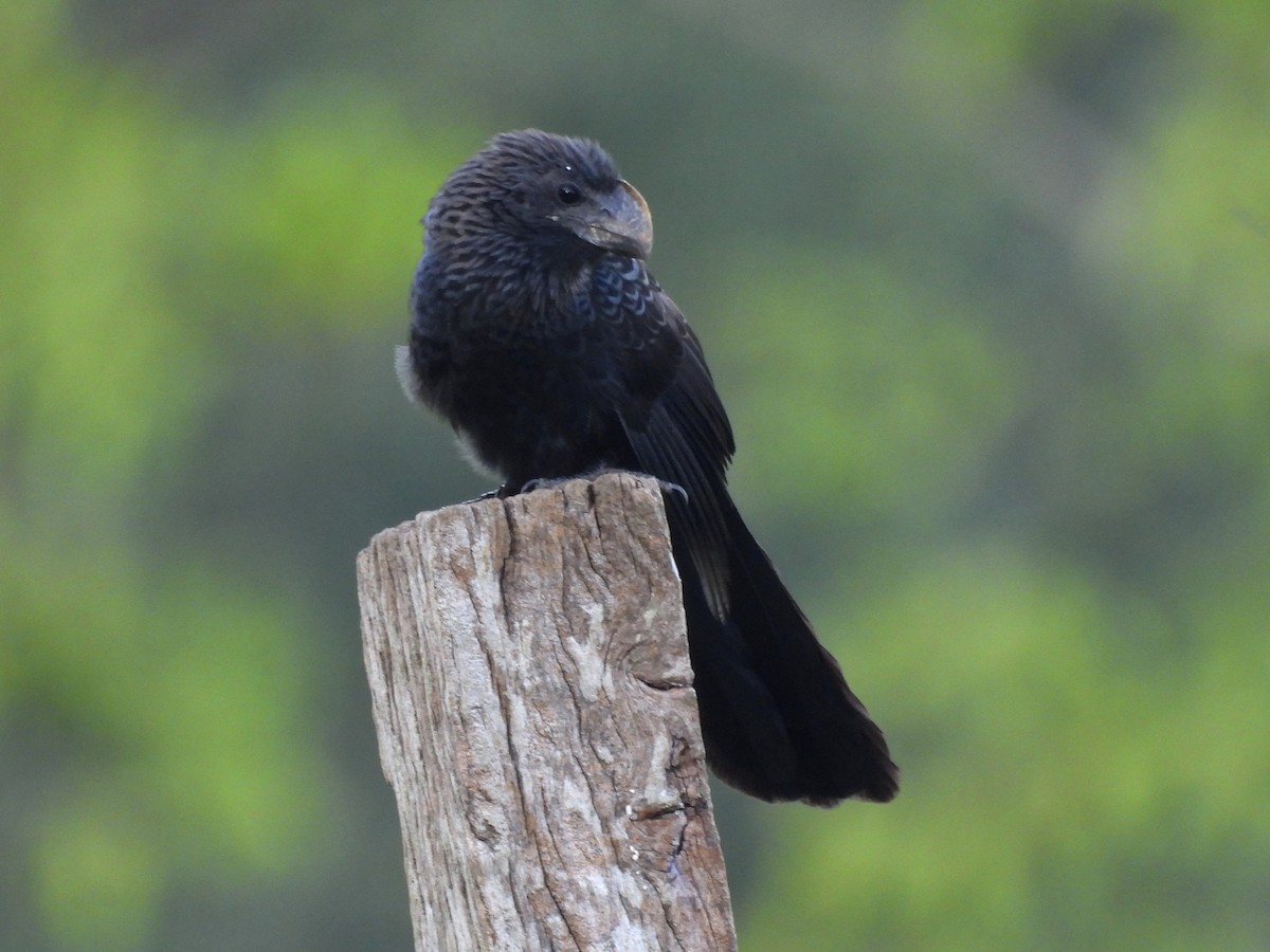 Smooth-billed Ani - ML641988862