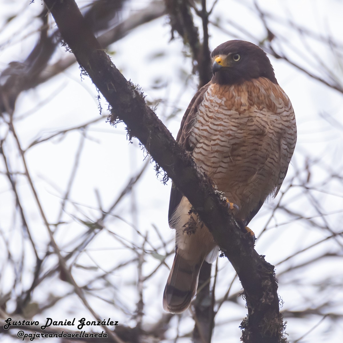 Roadside Hawk - ML641988863