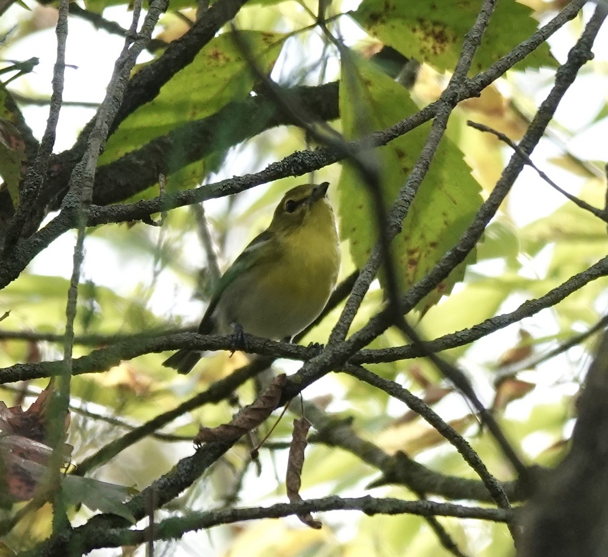 Yellow-throated Vireo - ML641988872