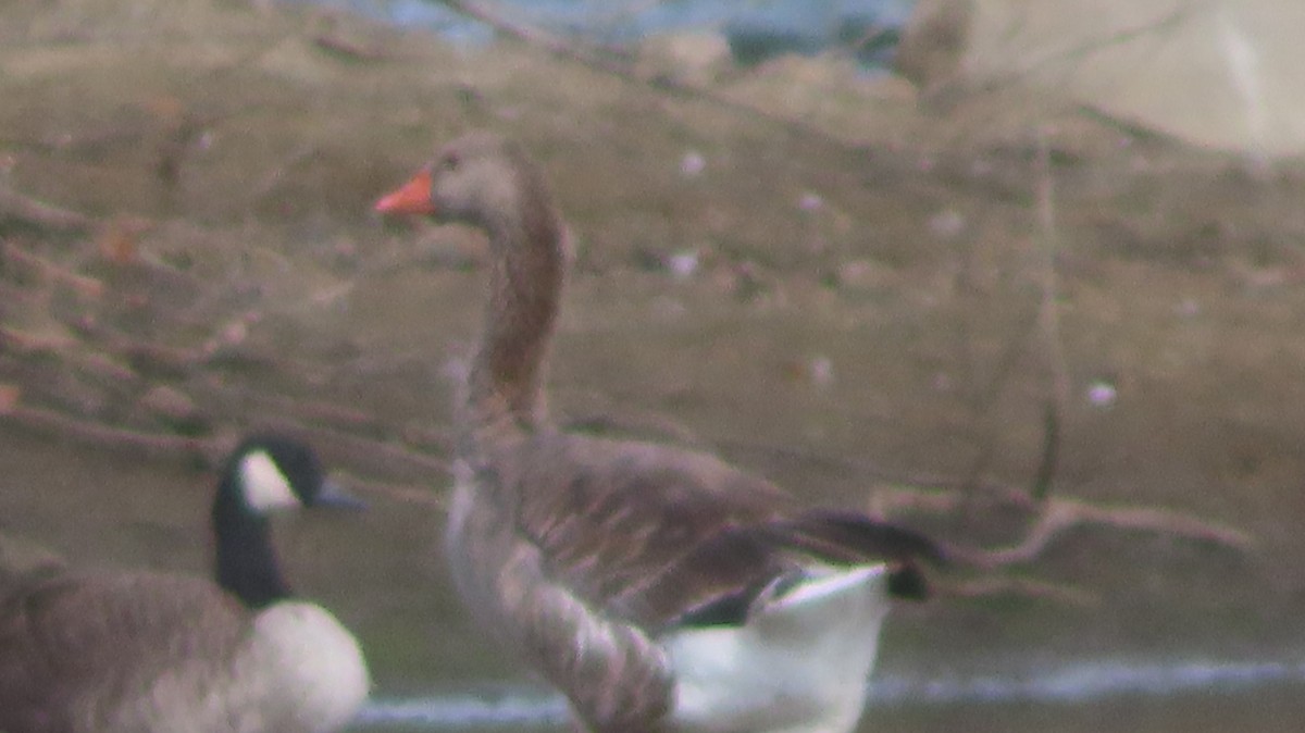 Graylag Goose (Domestic type) - ML641988877