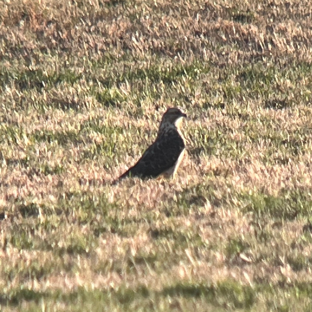 Swainson's Hawk - ML641988891