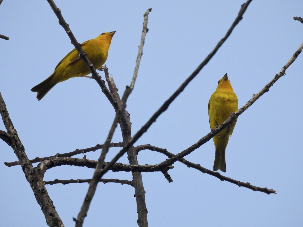 Saffron Finch - ML641988901