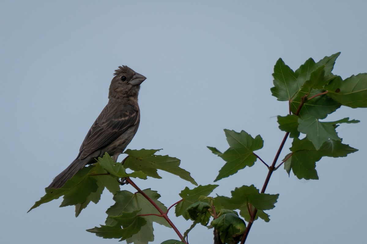 Blue Grosbeak - ML641988910