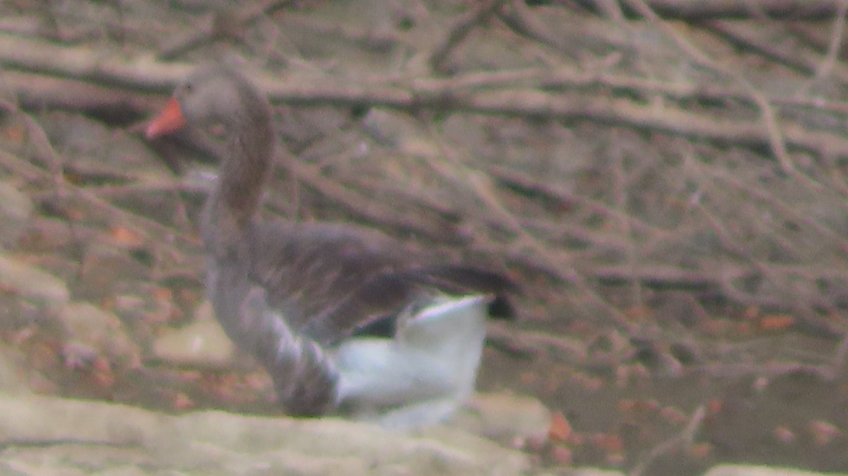 Graylag Goose (Domestic type) - ML641988924