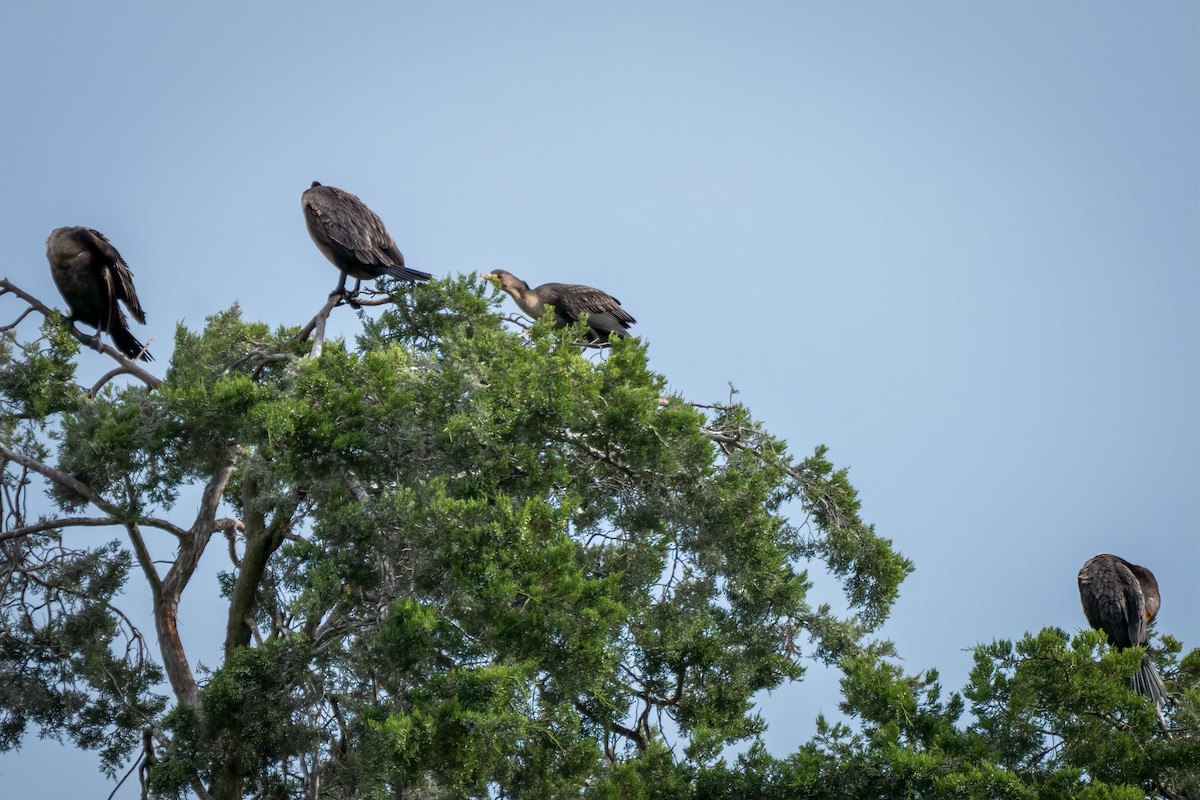 Double-crested Cormorant - ML641988926