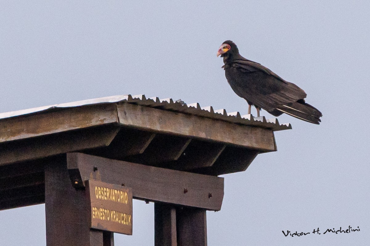 Lesser Yellow-headed Vulture - ML641988937