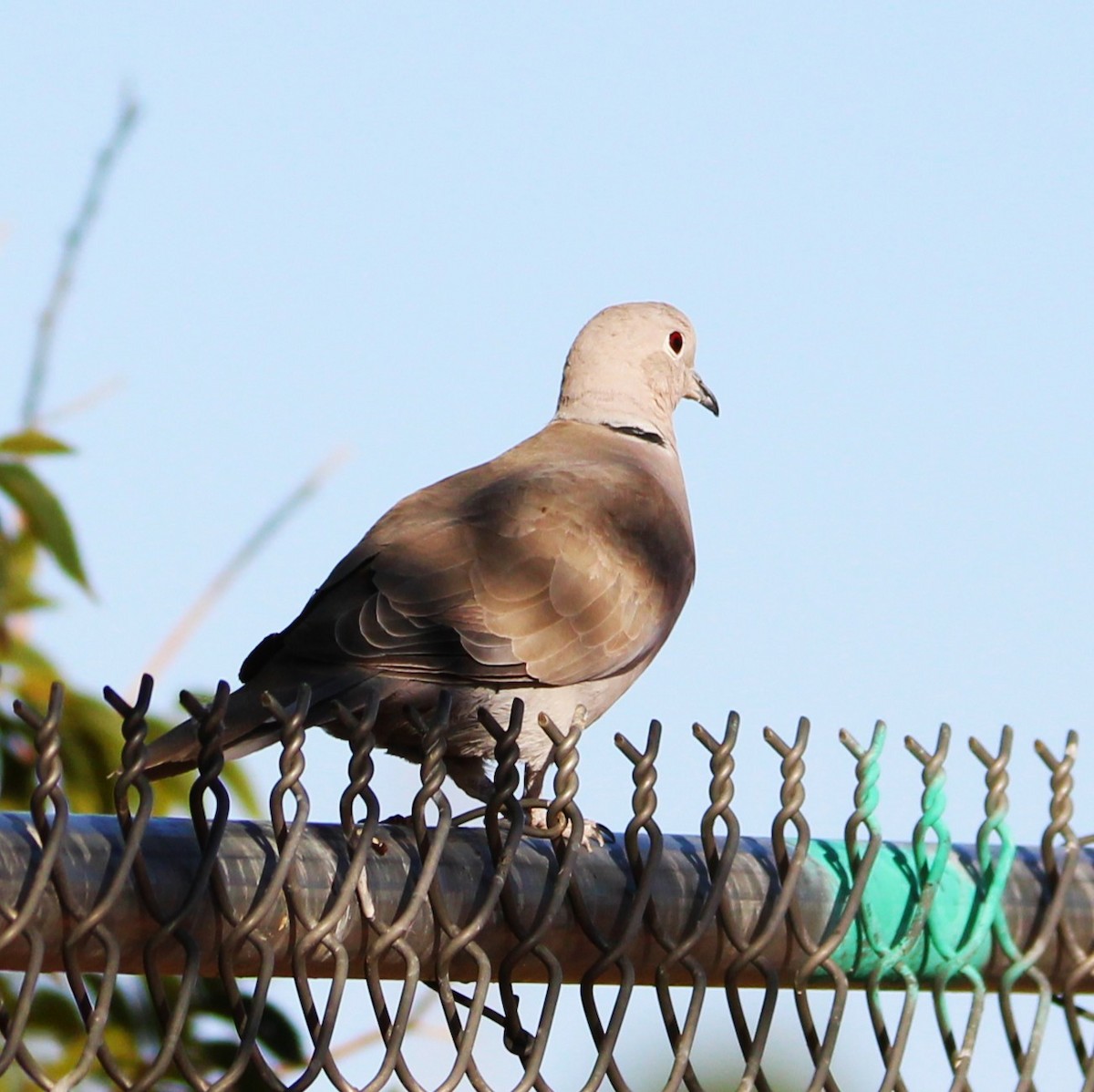 Eurasian Collared-Dove - ML641988940