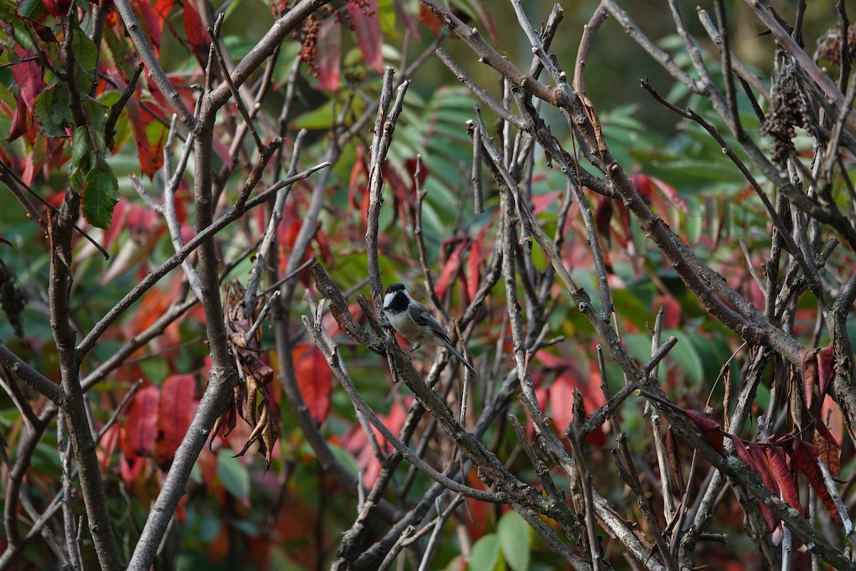 Black-capped Chickadee - ML641988942