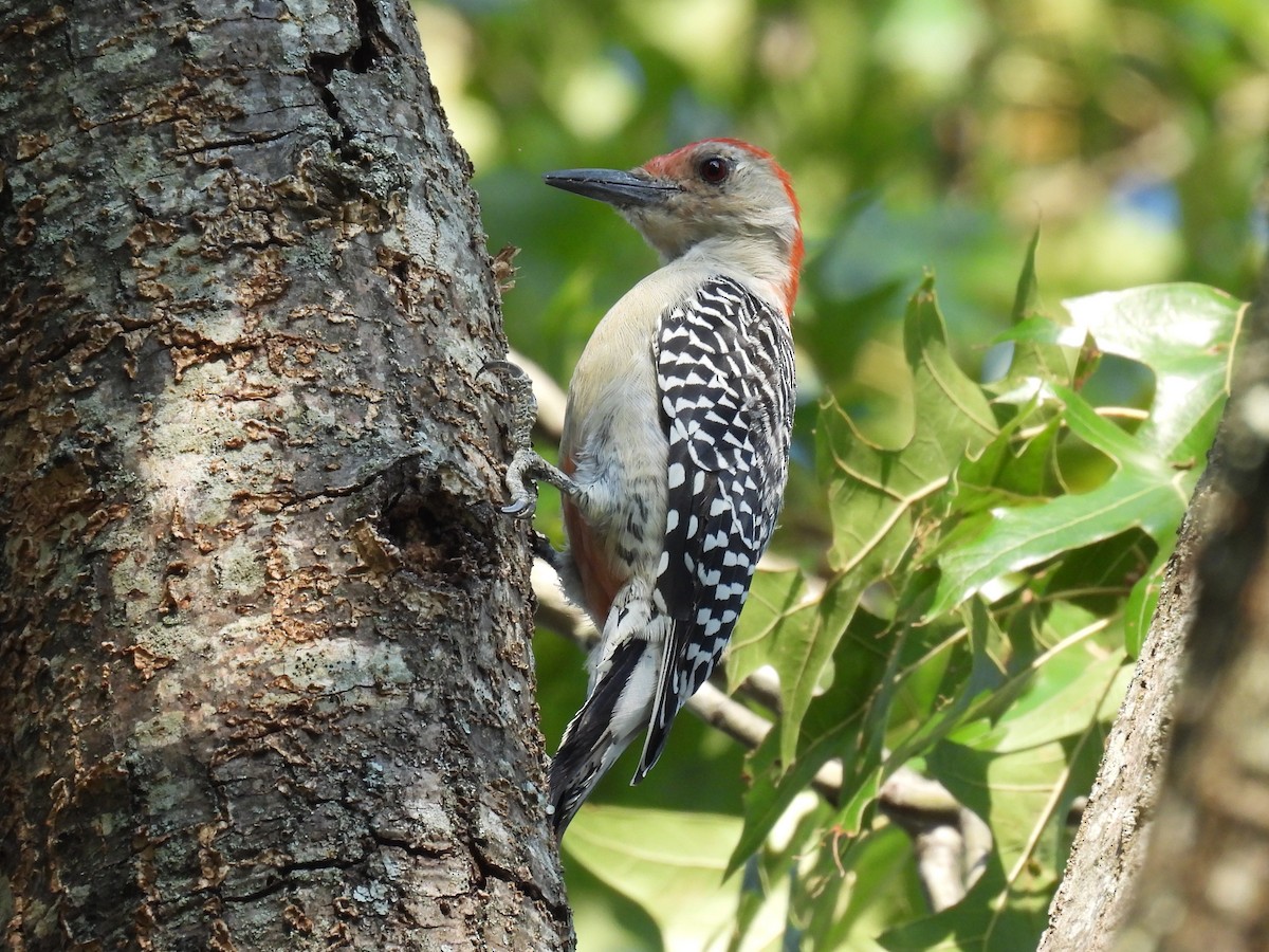 Red-bellied Woodpecker - ML641988947