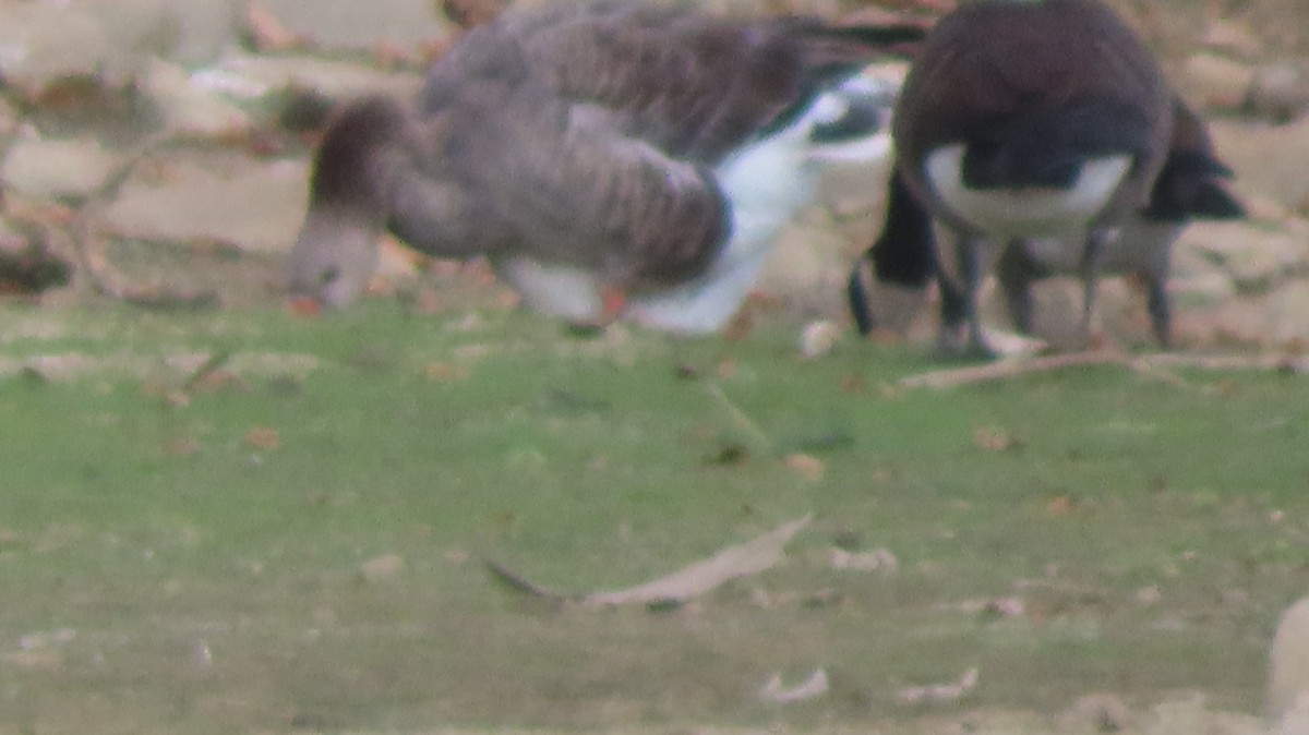 Graylag Goose (Domestic type) - ML641988948