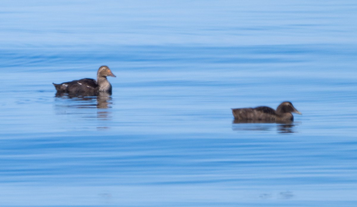 King Eider - ML641988949