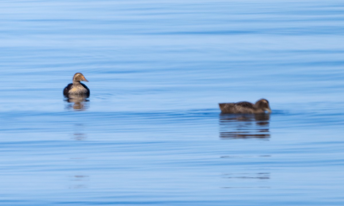 King Eider - ML641988950