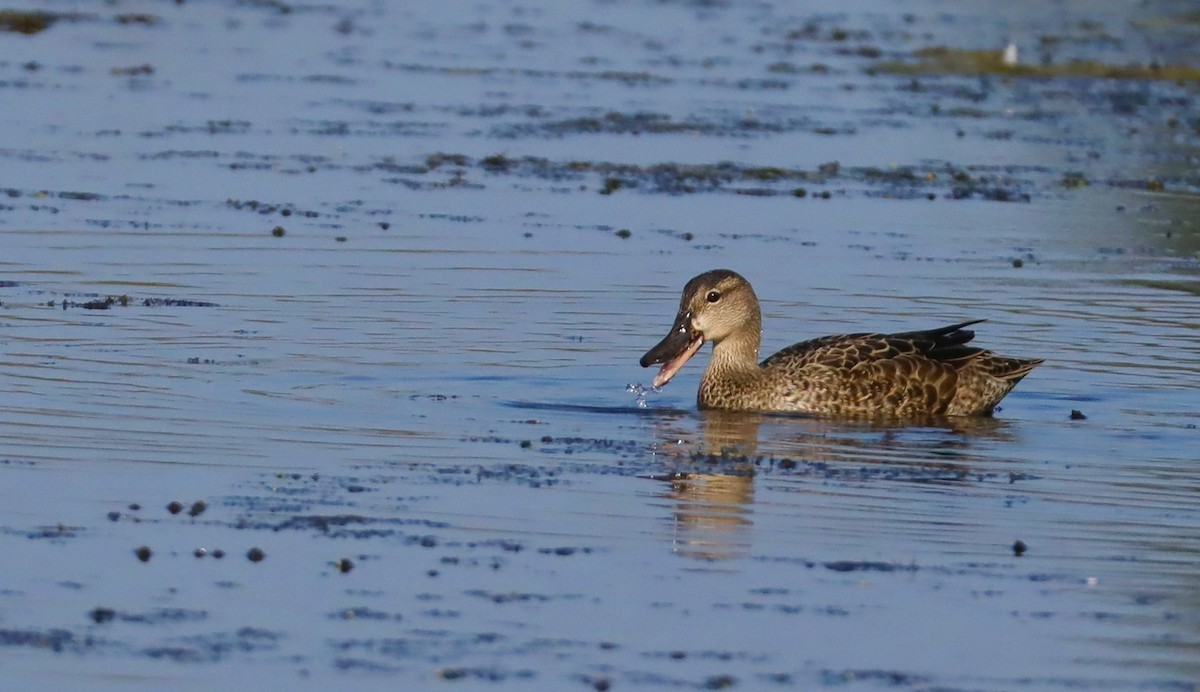 Blue-winged Teal - ML641988954