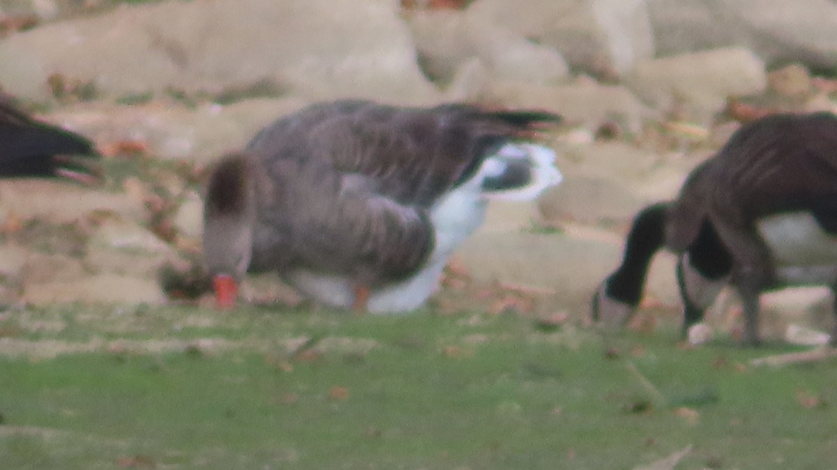 Graylag Goose (Domestic type) - ML641988973