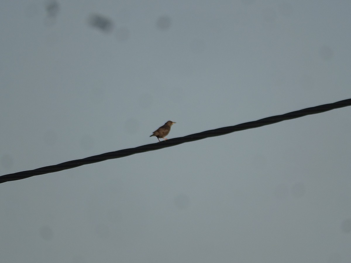 Spotless Starling - ML641988987