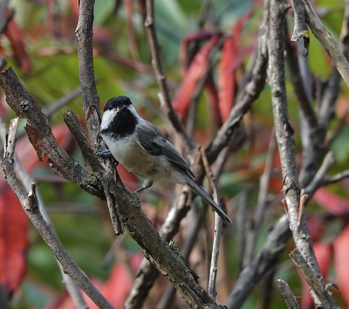 Black-capped Chickadee - ML641988992