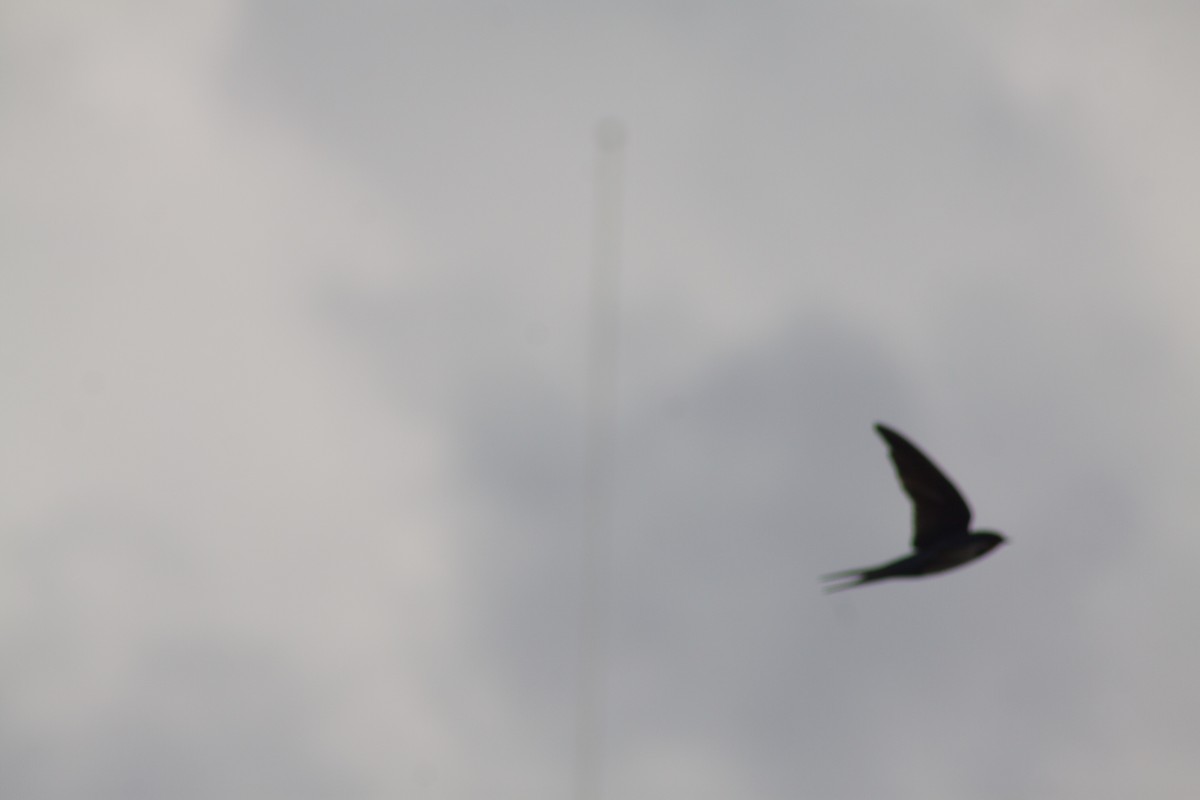 Barn Swallow - ML641988994