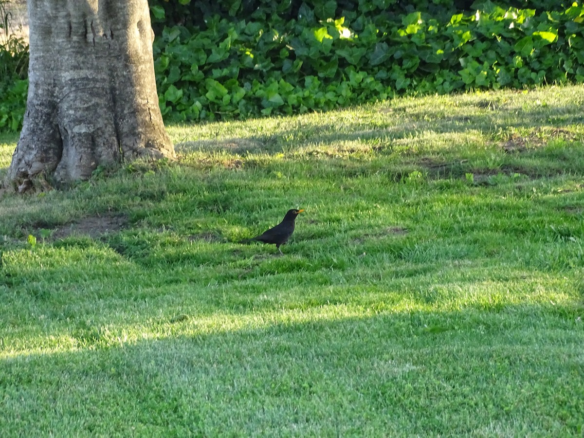 Eurasian Blackbird - ML641989000