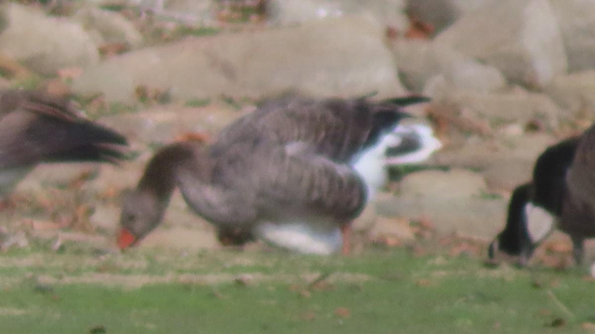 Graylag Goose (Domestic type) - ML641989001