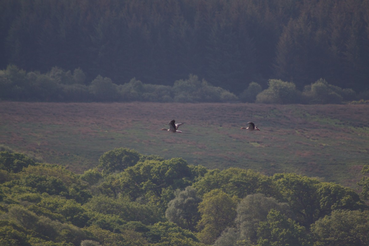 Graylag Goose - ML641989012