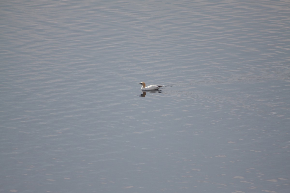 Northern Gannet - ML641989025