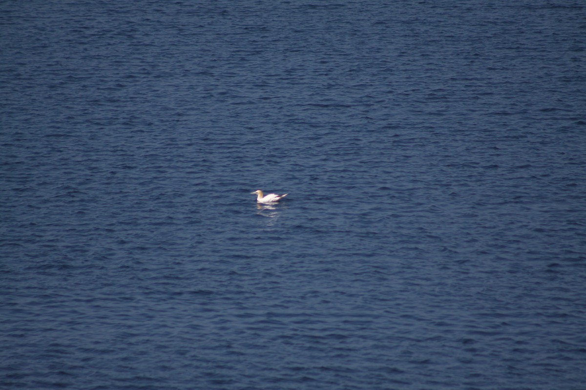 Northern Gannet - ML641989033