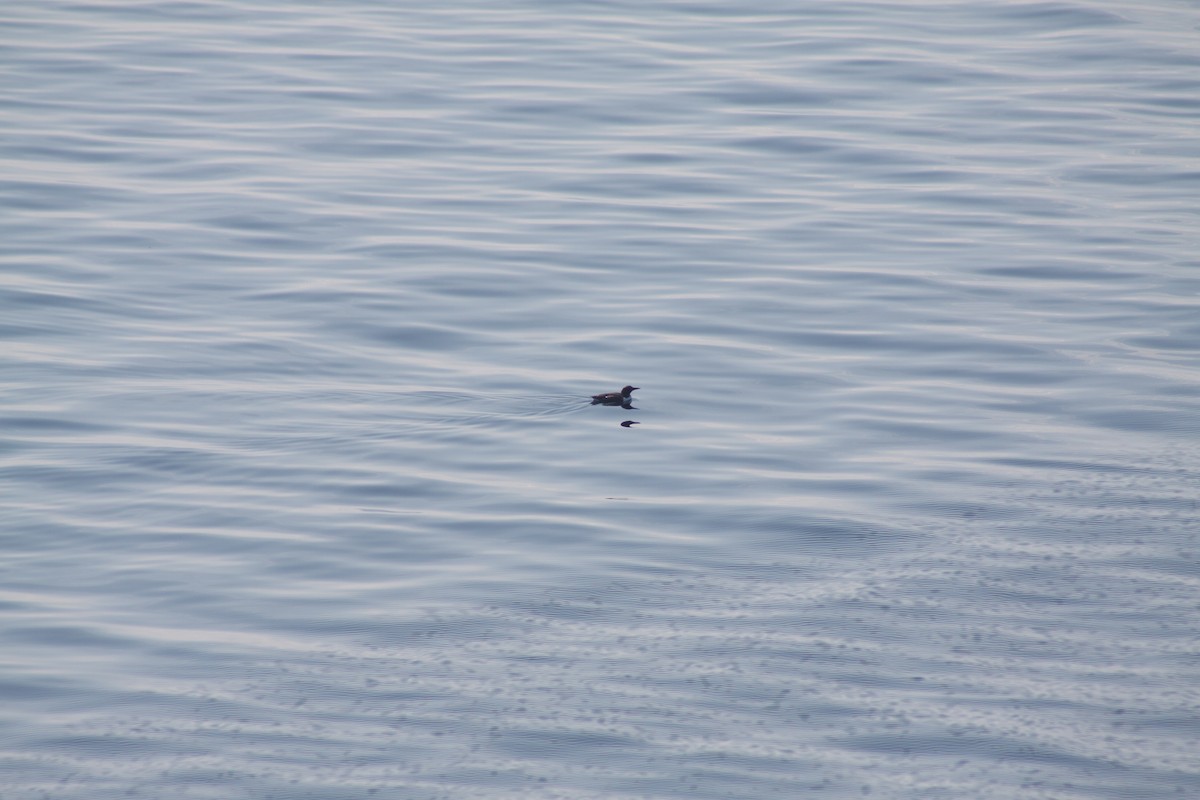 Common Murre - ML641989043
