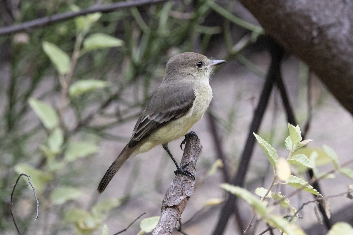 Galapagos Flycatcher - ML641989045