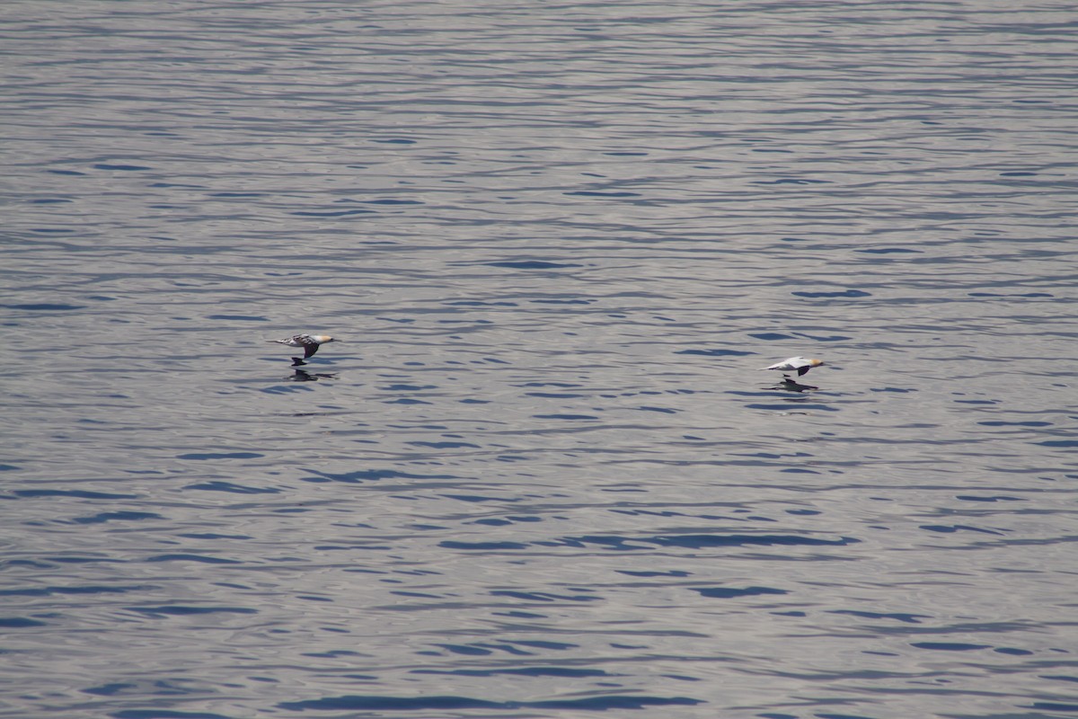 Northern Gannet - ML641989046
