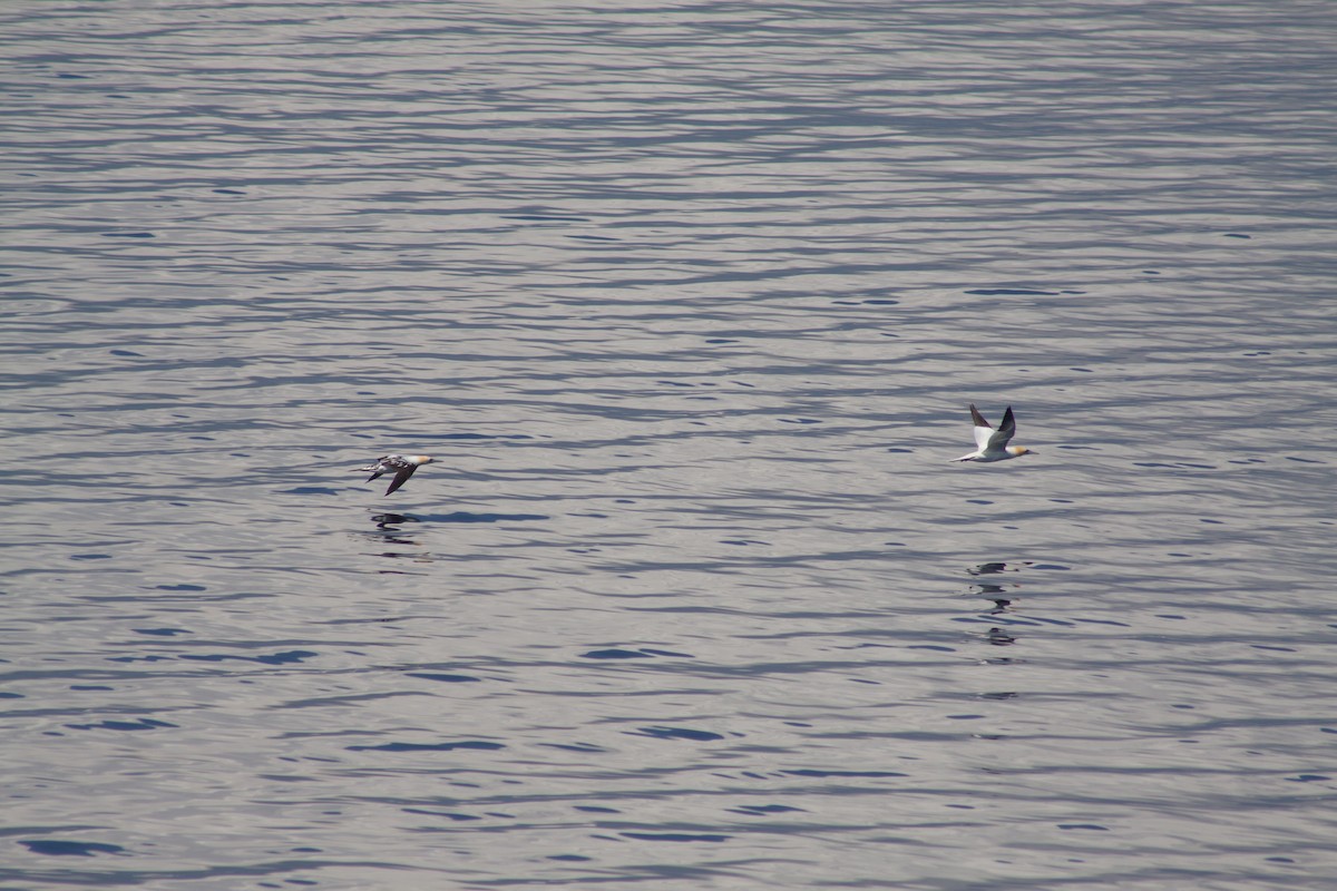 Northern Gannet - ML641989050