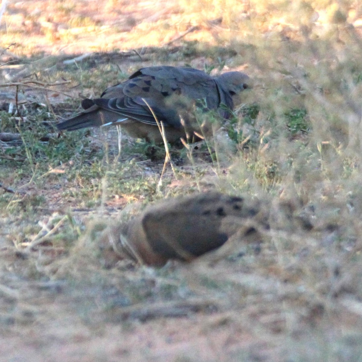 Mourning Dove - ML641989055
