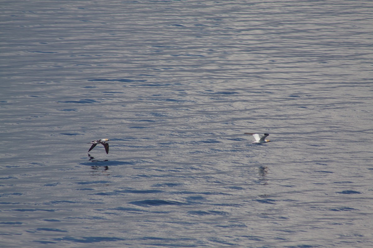 Northern Gannet - ML641989057